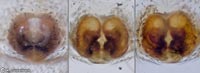 Xysticus sabulosus