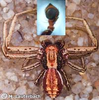 Xysticus striatipes