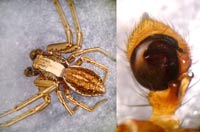 Xysticus striatipes