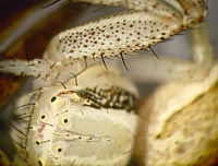 Xysticus ulmi