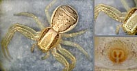 Xysticus ulmi