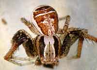 Xysticus ulmi