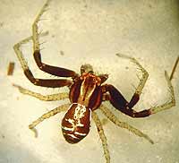 Xysticus ulmi