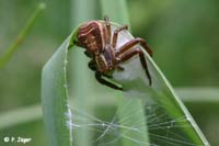 Xysticus ulmi
