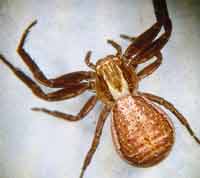Xysticus ulmi