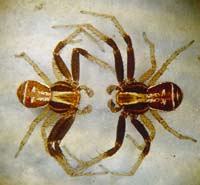 Xysticus ulmi