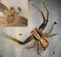 Xysticus ulmi