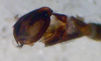 Zelotes aeneus
