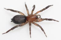 Zelotes electus