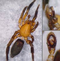 Zelotes electus