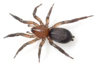 Zelotes electus