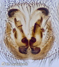 Zelotes erebeus