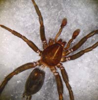 Zelotes erebeus