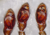 Zelotes erebeus