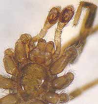 Zelotes exiguus