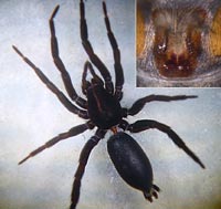 Zelotes latreillei