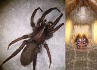 Zelotes longipes