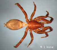 Zelotes longipes