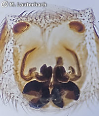 Zelotes subterraneus