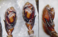Zelotes subterraneus