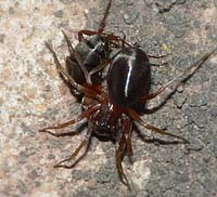 Zodarion italicum
