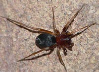 Zodarion italicum