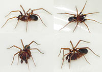Zodarion italicum