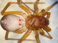 Zodarion italicum