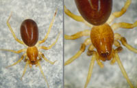 Zodarion italicum