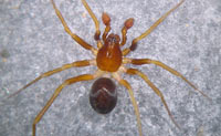 Zodarion italicum