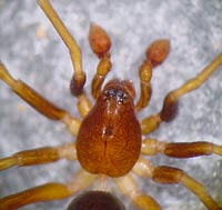 Zodarion italicum