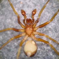 Zodarion italicum