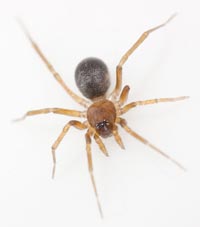 Zodarion rubidum