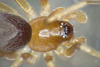 Zodarion rubidum
