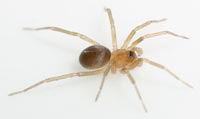Zodarion rubidum