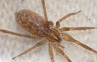 Zora manicata