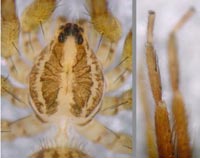 Zora manicata
