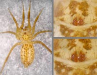 Zora manicata