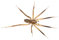 Zora manicata