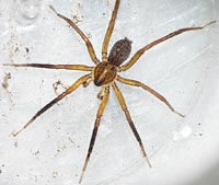 Zora manicata