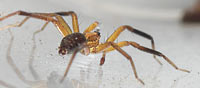 Zora manicata