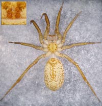 Zora manicata