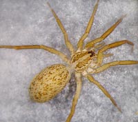 Zora manicata