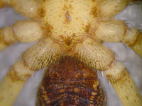 Zora manicata