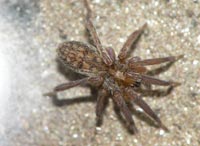 Zora manicata