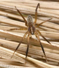 Zora manicata