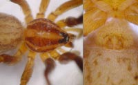 Zora nemoralis