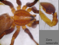 Zora nemoralis