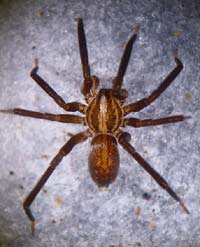 Zora nemoralis
