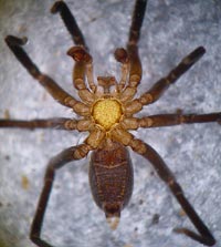 Zora nemoralis